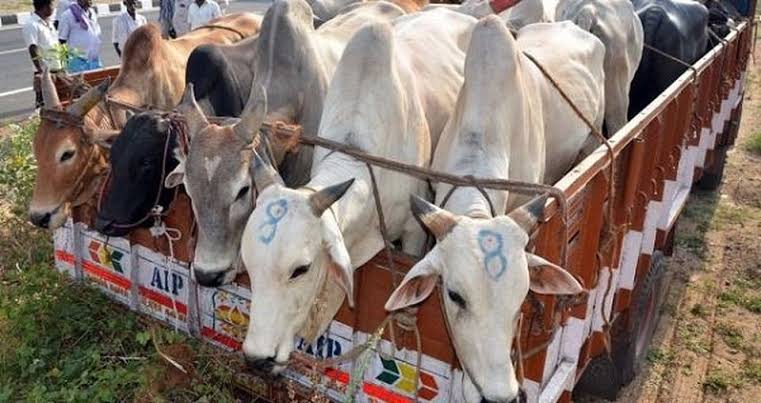 धनबाद पुलिस ने बंगाल में गायों की तस्करी के प्रयास को विफल किया